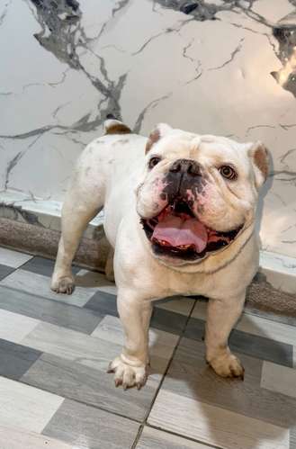 HERMOSO MACHO BULLDOG INGLES 