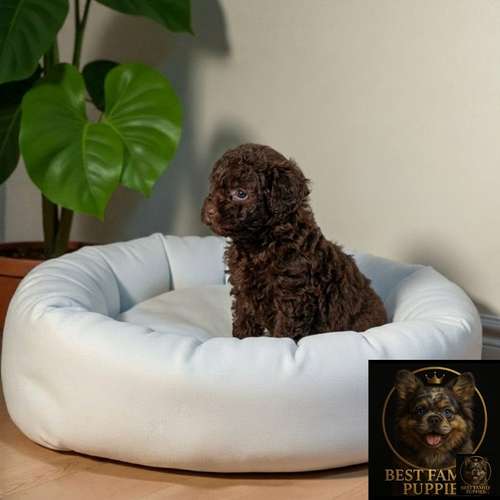 Cachorro FRENCH POODLE CHOCOLATE MINIATURA disponible - Imagen 2