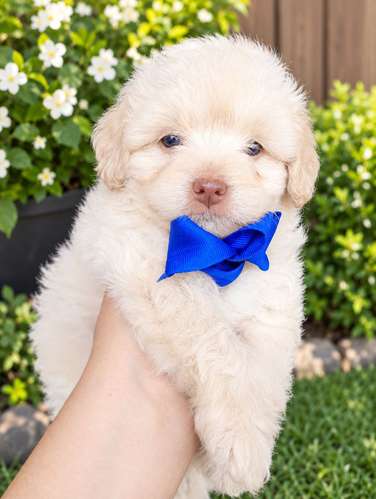 Hermoso cachorrito en busca de su nueva famila  - Imagen 2
