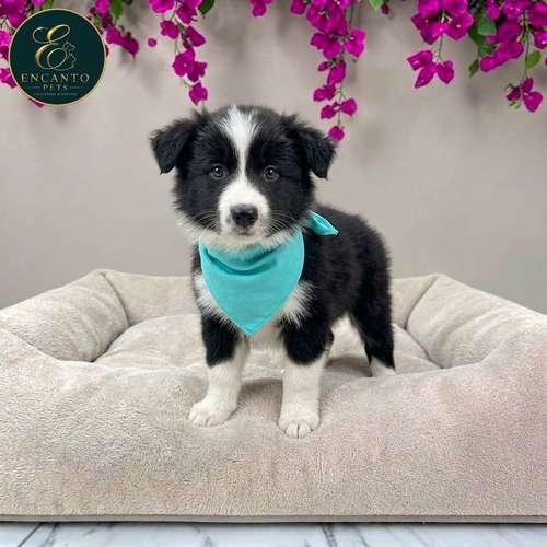 Cachorro BORDER COLLIE TRADICIONAL disponible