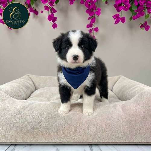 Cachorro BORDER COLLIE TRADICIONAL disponible