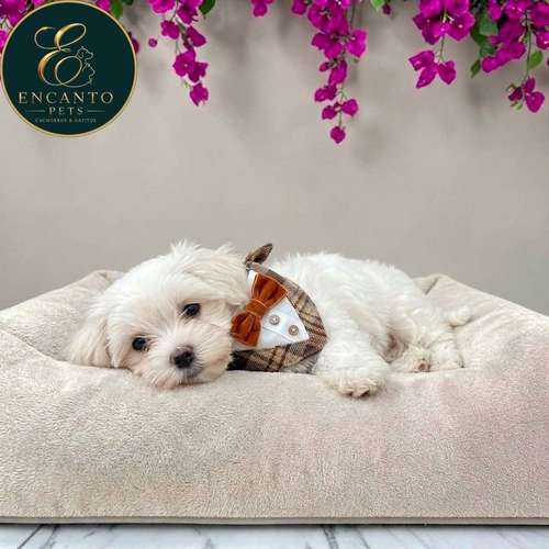 Cachorro Bichón Maltés / Maltese disponible