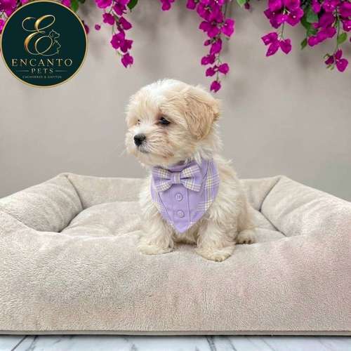 Cachorro Bichón Maltés / Maltese disponible