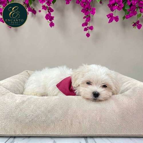 Cachorro Bichón Maltés / Maltese disponible
