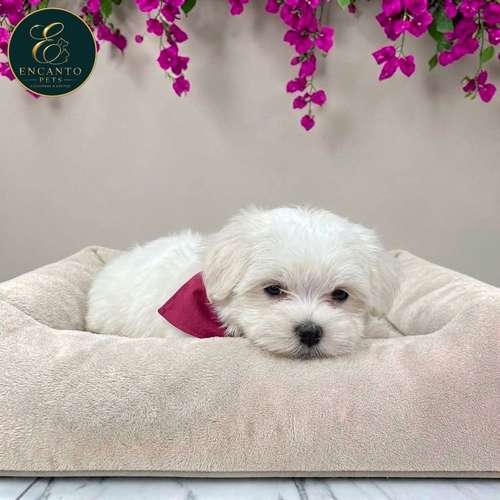 Cachorro Bichón Maltés / Maltese disponible