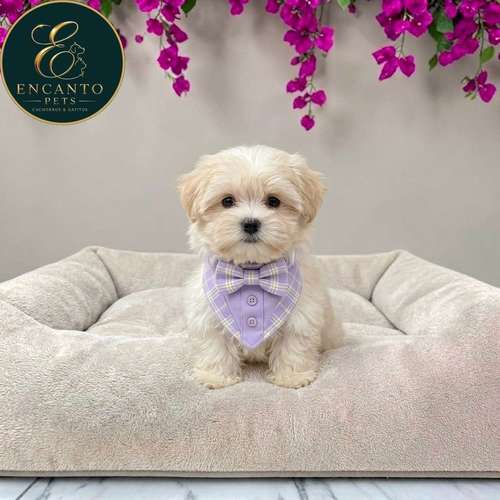 Cachorro Bichón Maltés / Maltese disponible