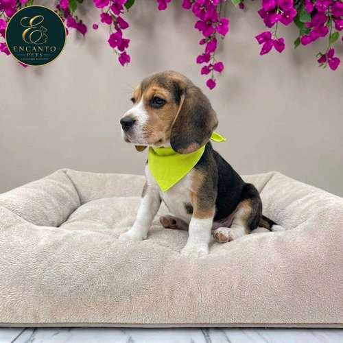 Cachorro BEAGLE POCKET AMERICANO TRADICIONAL disponible