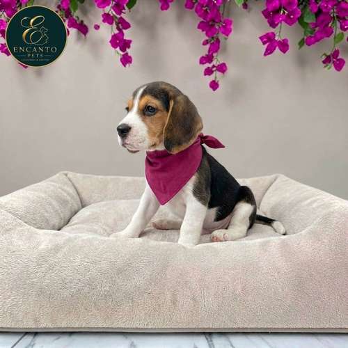 Cachorro BEAGLE POCKET AMERICANO TRADICIONAL disponible