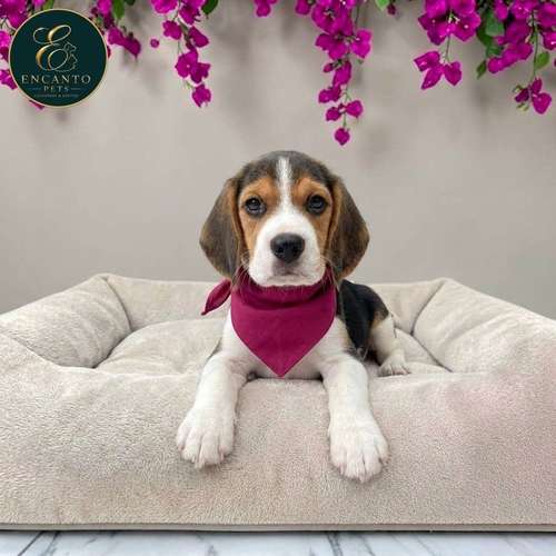 Cachorro BEAGLE POCKET AMERICANO TRADICIONAL disponible