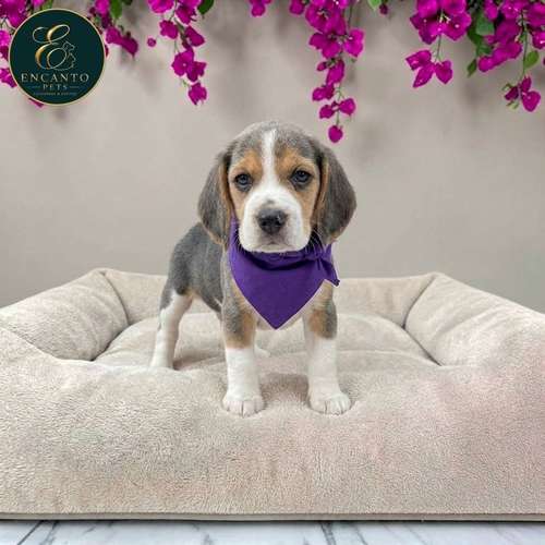 Cachorro BEAGLE POCKET AMERICANO TRADICIONAL disponible