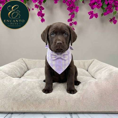 Cachorro LABRADOR RETRIEVIER CHOCOLATE LINEA AMERICANA disponible