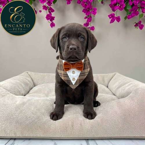 Cachorro LABRADOR RETRIEVIER CHOCOLATE LINEA AMERICANA disponible