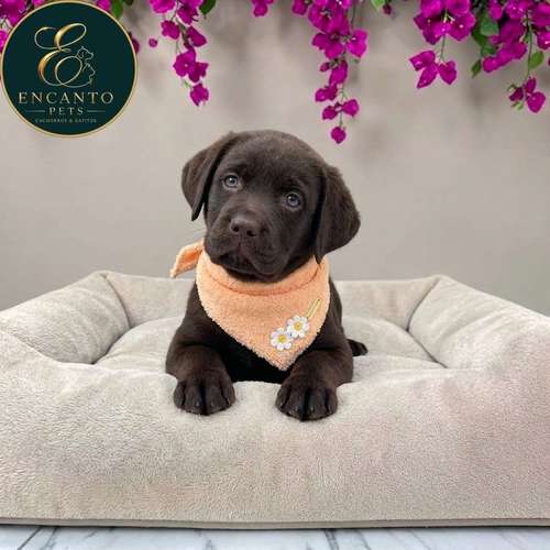 Cachorro LABRADOR RETRIEVIER CHOCOLATE LINEA AMERICANA disponible