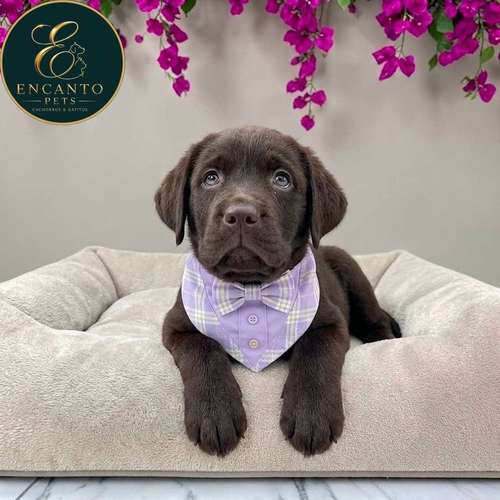 Cachorro LABRADOR RETRIEVIER CHOCOLATE LINEA AMERICANA disponible