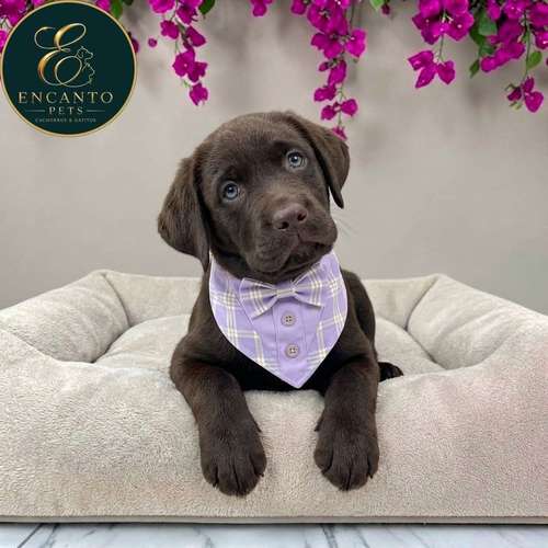 Cachorro LABRADOR RETRIEVIER CHOCOLATE LINEA AMERICANA disponible