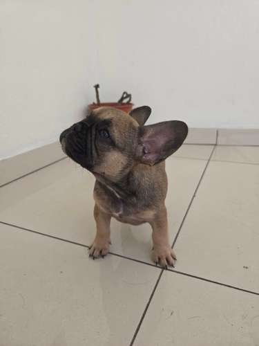 Cachorro BULLDOG FRANCÉS  - Imagen 1
