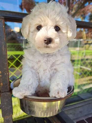 Maltipoo  - Imagen 2