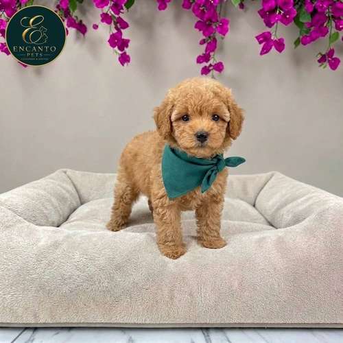 Cachorro FRENCH POODLE APRICOT MINIATURA disponible