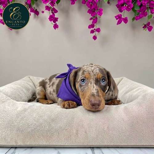 Cachorro Salchicha Miniatura Arlequín Chocolate / Miniature Dachshund Dapple Chocolate disponible