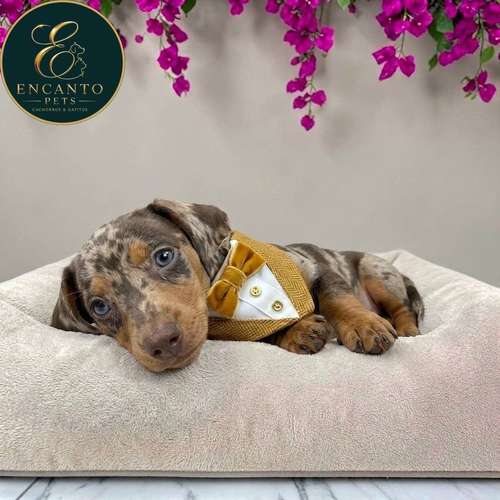 Cachorro Salchicha Miniatura Arlequín Chocolate / Miniature Dachshund Dapple Chocolate disponible