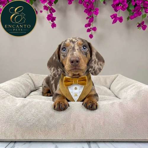 Cachorro Salchicha Miniatura Arlequín Chocolate / Miniature Dachshund Dapple Chocolate disponible