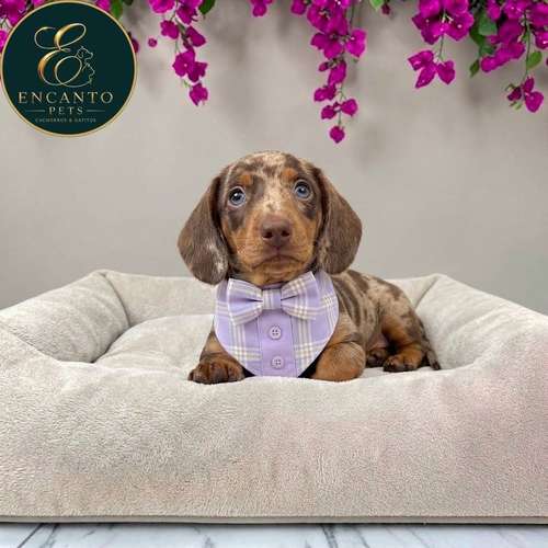 Cachorro Salchicha Miniatura Arlequín Chocolate / Miniature Dachshund Dapple Chocolate disponible