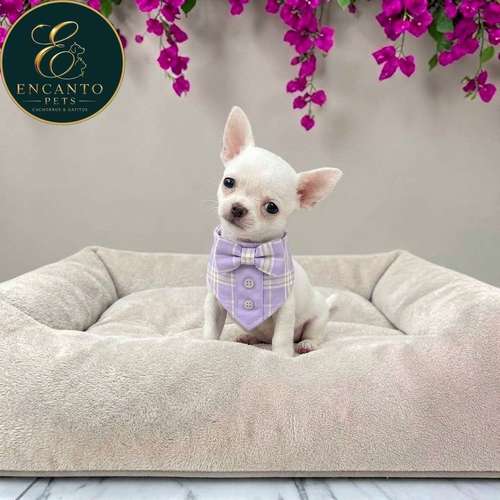Cachorro CHIHUAHUA CABEZA DE MANZANA TRADICIONAL disponible
