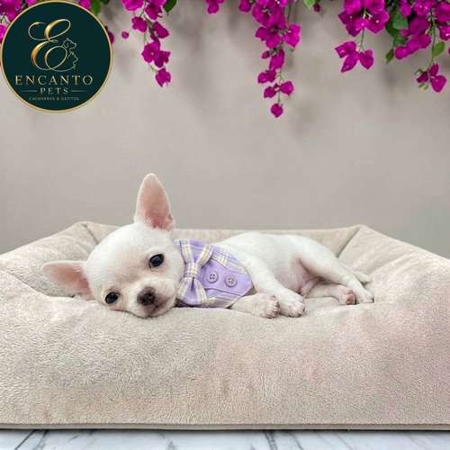 Cachorro CHIHUAHUA CABEZA DE MANZANA TRADICIONAL disponible
