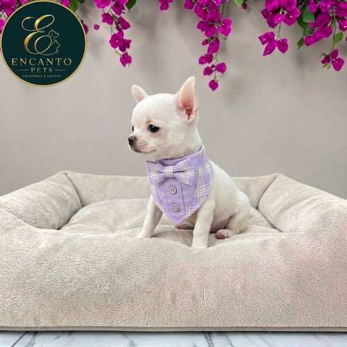 Cachorro CHIHUAHUA CABEZA DE MANZANA TRADICIONAL disponible