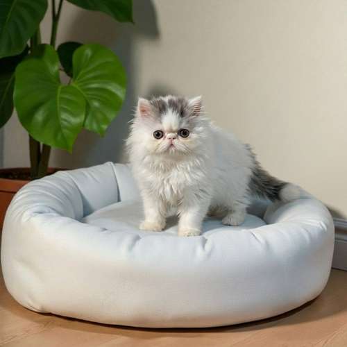Gatito PERSA disponible