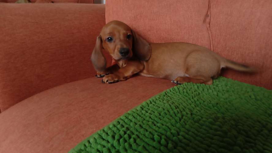 Cachorros salchicha mini 