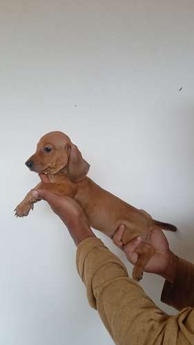 Cachorros salchicha mini 