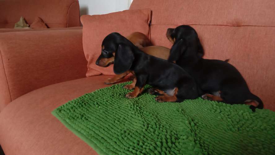 Cachorros salchicha mini 