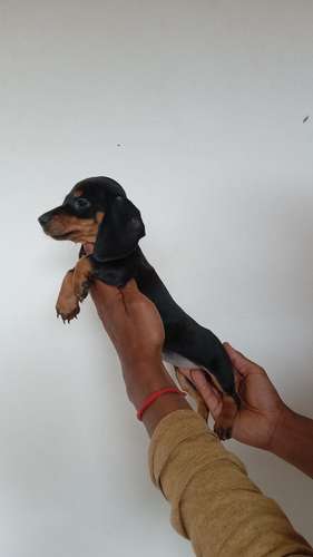 Cachorros salchicha mini 