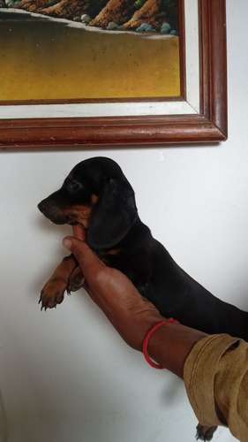 Cachorros salchicha mini 