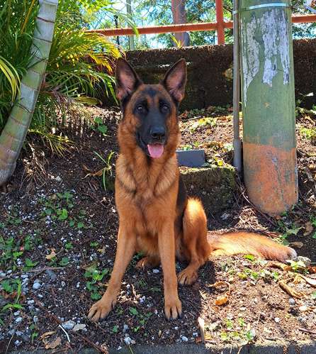Cachorra pastor alemán  - Imagen 4