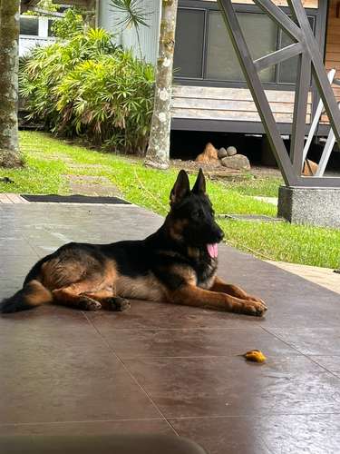Cachorra pastor alemán  - Imagen 5