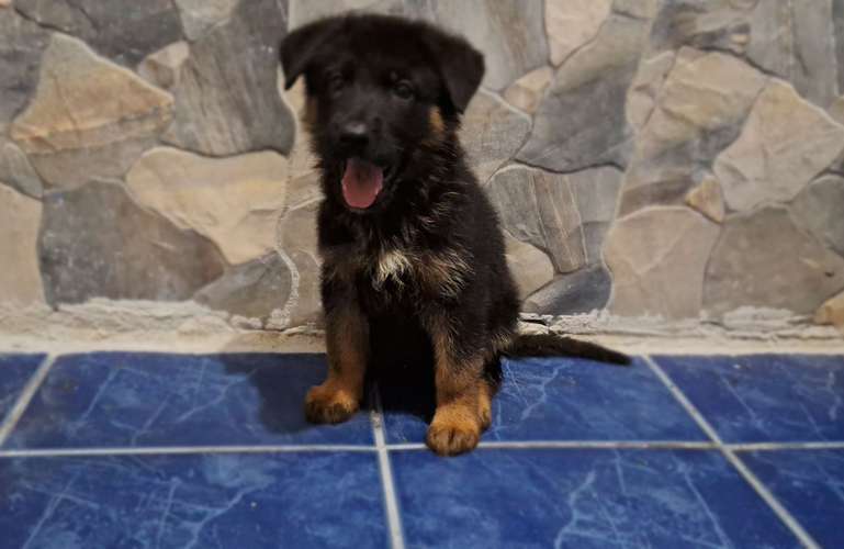 Cachorra pastor alemán 