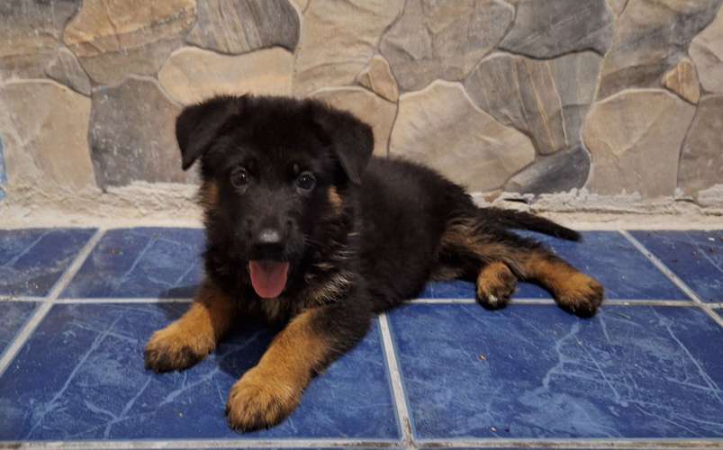 Cachorra pastor alemán  - Imagen 2