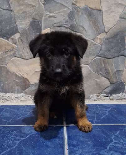 Cachorra pastor alemán  - Imagen 3