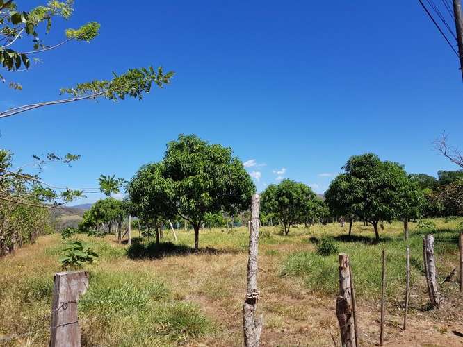 Venta de finca productiva de mango en Turrubares con fácil acceso y vista a las montañas - Imagen 3