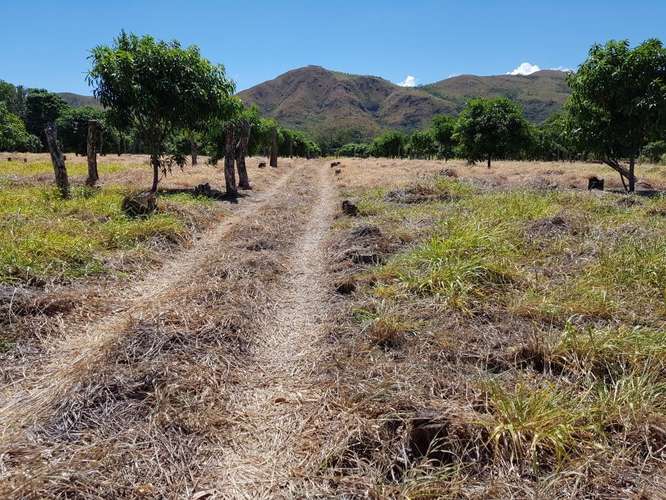 Venta de finca productiva de mango en Turrubares con fácil acceso y vista a las montañas - Imagen 4