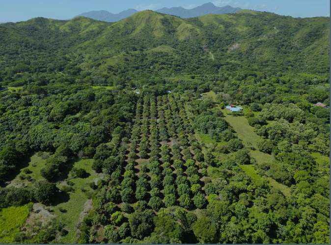 Venta de finca productiva de mango en Turrubares con fácil acceso y vista a las montañas