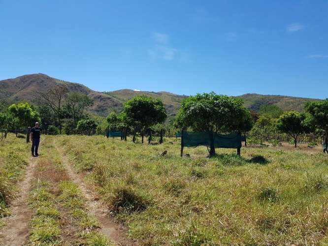 Venta de finca productiva de mango en Turrubares con fácil acceso y vista a las montañas - Imagen 5