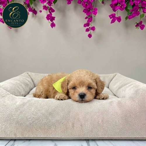 Cachorro MALTIPOO disponible - Imagen 2