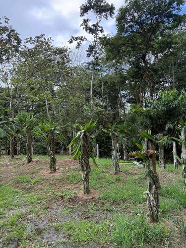 Se vende Finca en La Virgen de Sarapiqui