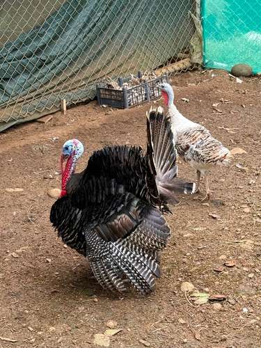 Se vende Finca en La Virgen de Sarapiqui