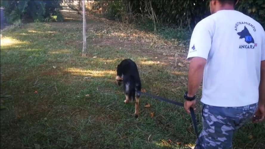 Adiestramiento K9 Ankara  - Imagen 5