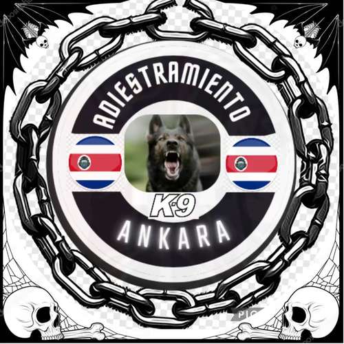 Adiestramiento K9 Ankara 