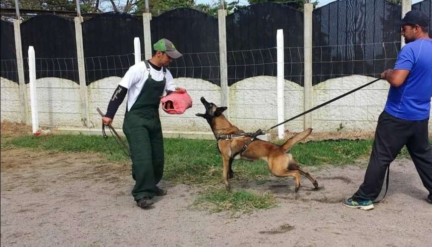Adiestramiento K9 Ankara  - Imagen 7